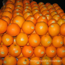 30-40mm/40-49mm Good Quality China Fresh Mandarin